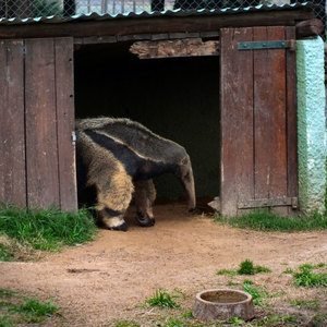 BugEatingAnimalsAntEater