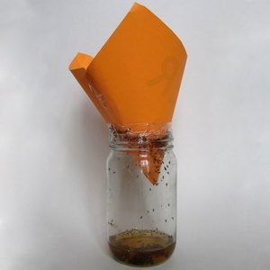 FruitFlyTrap